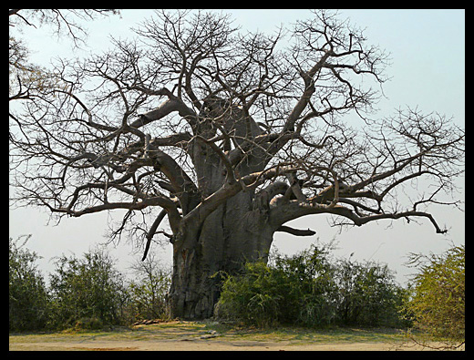 baobab
